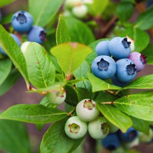 blueberry bush with ripe and green berries growing in organic ga